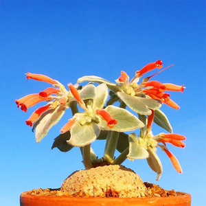 断崖女王断崖王子稀有块根红花绒毛新手入门易养室内盆栽多肉植物