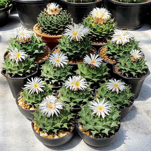 精品实生帝冠牡丹稀有名品防辐射多肉植物室内阳台窗台开花小盆栽