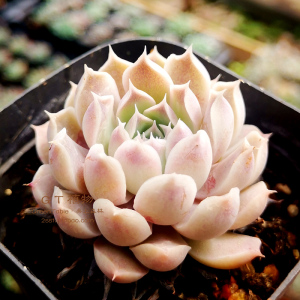 gt植物 多肉植物【财路】【海琳娜二代杂交】稀有多肉 满48包邮