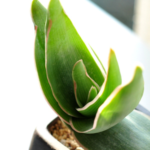 【银芳锦芦荟】银芳锦芦荟品牌,价格 - 阿里巴巴