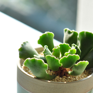 gt植物【神想曲】水泡系列 多肉盆栽