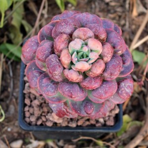 彭彭园艺   雨滴多肉4年老桩一物一拍