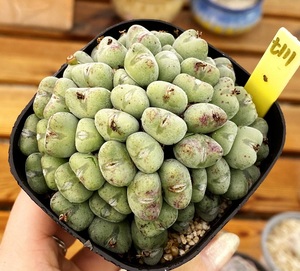 多肉植物 可爱多肉 口笛5厘米盆 有根 一物一拍!肉肉