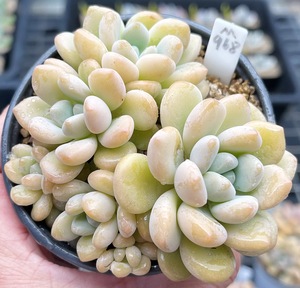 多肉植物 可爱多肉 果冻多肉 木糖醇 9厘米盆 有根 一物一拍 肉肉