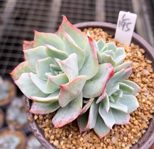 多肉植物 多肉 龙赞尼 砍头群 9厘米盆 有根 一物一拍!肉肉