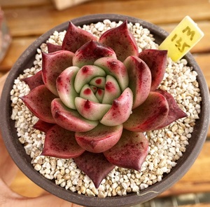 多肉植物 多肉 红颜蜜语 皮蛋 9cm盆 有根 一物一拍肉肉 植物盆栽