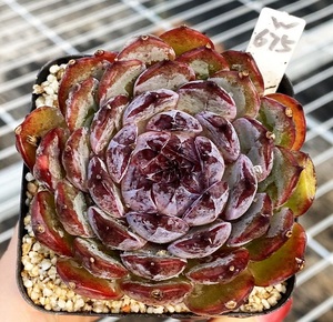 蓝莓 钻石冰透暗纹肉肉多肉植物盆栽新手不包整7cm盆有根一物一拍