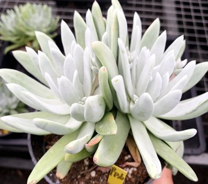 御剑仙女杯老桩