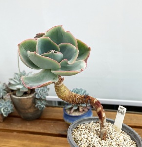达芬奇密码大老桩  多肉植物10cm盆 有根不包整一物一拍 孤品特选