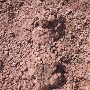 天然风化石 石谷子  金弹子,多肉,兰花专用植料 酸性营养土