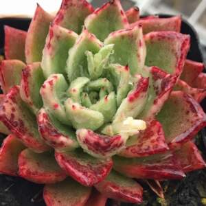 拉霍亚爪 多肉拉霍亚爪 多肉植物 一物一拍