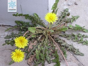 新鲜黄花地丁黄花郎地贡耩褥草凫公英孛孛丁菜黄花苗金簪草蒲公英
