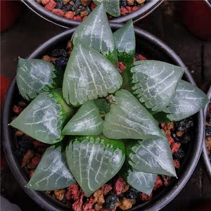 青橙园艺 阿房宫寿9cm  状态好瓦苇十二卷玉露亮窗寿趣味多肉植物