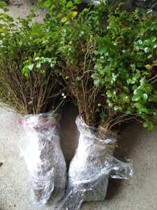 苗枳壳苗绿篱带刺树小苗篱笆栅栏铁篱寨枳实嫁接砧木护院植物1人付款