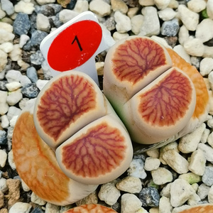 生石花 菊纹章红窗菊 双头母本一物一拍红1--20 懒虫多肉植物