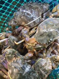 舟山石头蟹石闸蟹花盖蟹3斤一份鲜活发货_阿里巴巴找货神器