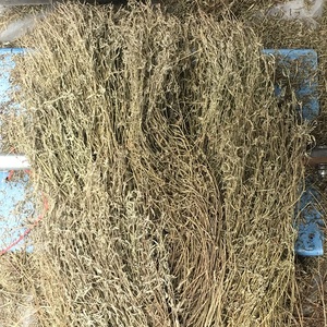 500g包邮 香草 细香草 新货精选 特香草 香料 卤菜火锅钓鱼