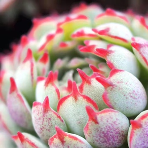 佳境园艺 小红衣杂交品种 一物一拍 精品多肉植物 满58包邮除偏远