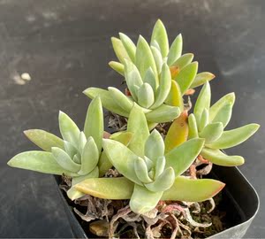 佳境园艺 初霜仙女杯9*3.5cm 多肉植物 一物一拍 满58包邮除偏远