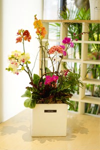 西岱岛花园北京同城闪送 精品鲜花盆栽花卉 植物蝴蝶兰组合盆栽