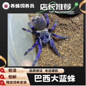 巴西大蓝蛛2-6厘米母蜘蛛温顺活体宠物漂亮上班族家养新手级网红