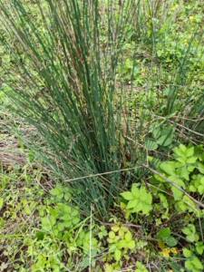 新鲜灯芯草500克包邮  灯心草 水灯芯