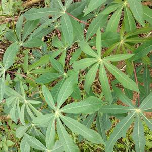 木薯新鲜广东