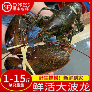 鲜活澳龙波龙龙虾波士顿大龙虾加拿大龙虾【1-15斤】特大波龙海鲜
