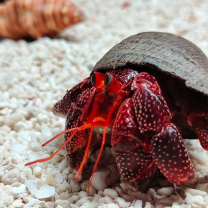 陆生爬宠深紫灰白草莓寄居蟹懒人宠物迷你短腕寄居观赏蟹活体包邮