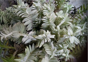 00同款货源美女畅享网淘宝浙江丽水中药材千年霜草药白绵毛沙氏