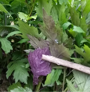 野生中草药菊叶三七根块菊叶三七苗