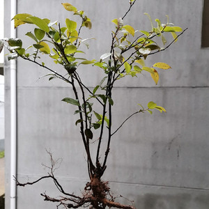 野生大叶 南烛叶南烛树苗乌饭叶乌饭树苗乌饭盆景