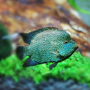 南美慈鲷 绿巨人鱼 德州豹 纯种 绿巨人鱼活体 包活大型鱼观赏鱼