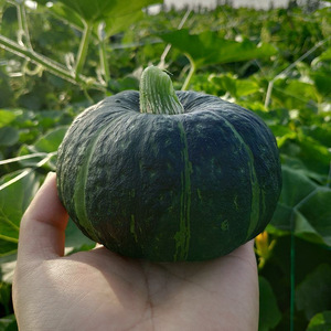 贝贝南瓜新鲜正宗海南干面粉糯日本板栗小南瓜婴儿辅食水果蔬菜