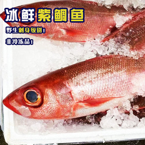 东海海钓深海鱼紫鲷鱼冰鲜非冷冻码头直发新鲜海鲜刺身日料500g