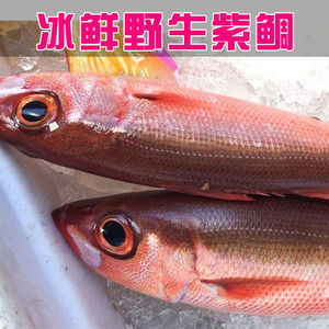东海海钓深海鱼紫鲷鱼冰鲜非冷冻码头直发新鲜海鲜刺身日料1500g
