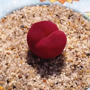 高端稀有精品多肉植物蟠桃彩色毛汉尼番杏科室内防辐射盆栽绿植花