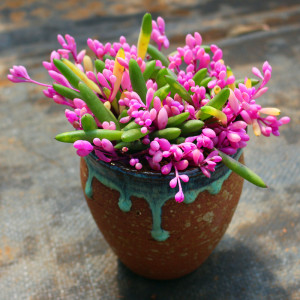 彩色圆叶紫玄月垂吊多肉植物稀有品种盆栽办公室防辐射花卉绿植