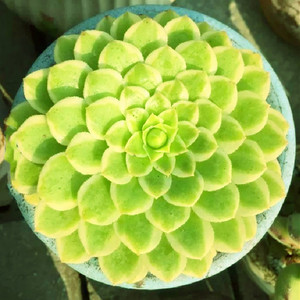 翡翠冰多肉植物稀有品种组合盆栽新款爆盆群生老桩巨型贵货防辐射