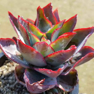 多肉植物冰与火