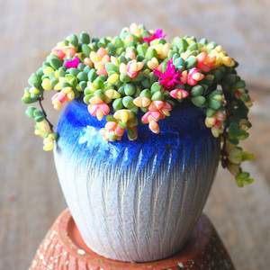 高级稀有品种精品粉色碧玉莲锦老桩多肉植物办公室美观盆栽绿植花