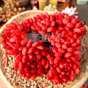 红色珠子的盆栽花图片