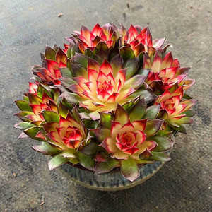 云南精品大颗七彩观音莲锦群生老桩多肉植物室内阳台防辐射盆栽花