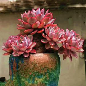 大颗好养精品多肉植物赫拉群生老桩室内阳台净化空气盆栽绿植花卉