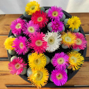 【金铃玉】金铃玉品牌,价格 - 阿里巴巴