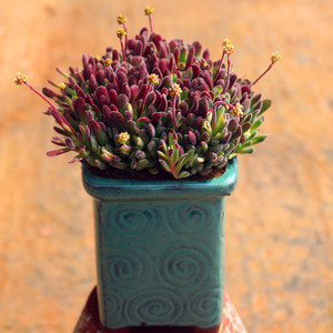 高级精品绿植大颗梦春开花多肉植物室内阳台美观防辐射盆栽含盆土