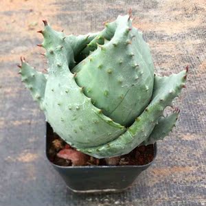 元宝芦荟稀有盆栽四季易养多肉植物阳台花卉防辐射桌面新款绿植