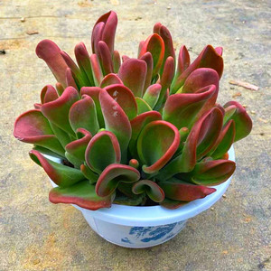 超大巨型火狐狸多肉植物室内阳台景观绿植防辐射花卉盆栽稀有贵货