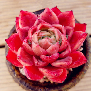 红冬云多肉植物稀有罕见品种带盆栽好精品肉肉花卉绿植满额包邮