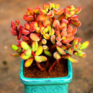 高端精品美观云南花卉若歌诗老桩多肉植物室内阳台防辐射盆栽绿植